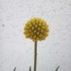 Craspedia globosa-Dobverővirág 