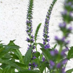 Veronica spicata - Macskafarkú veronika