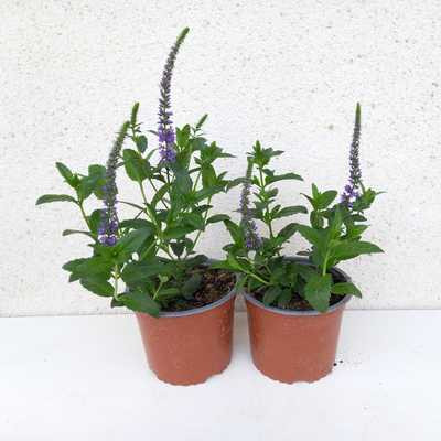 Veronica spicata - Macskafarkú veronika