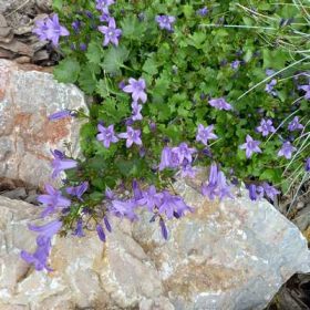 Campanula portenschlagiana Catharina - Dalmát harangvirág