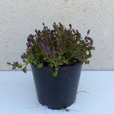 Campanula portenschlagiana Catharina - Dalmát harangvirág