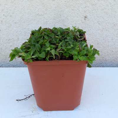 Campanula x pulloides G.F. Wilson - harangvirág