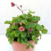 Geum Pink Petticoats - Gyömbérgyökér