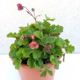   Geum Pink Petticoats - Gyömbérgyökér rózsaszín virágú