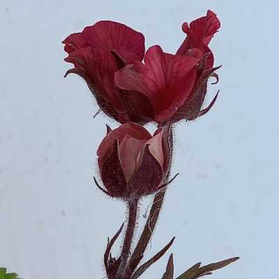 Geum Pink Petticoats - Gyömbérgyökér rózsaszín virágú