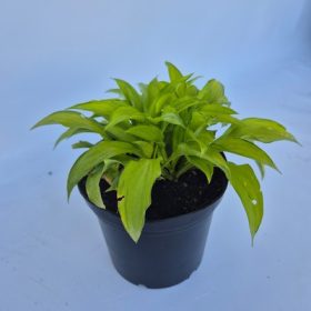   Hosta Kabitan - Árnyékliliom, krémfehér és zöld lombozatú, keskenylevelű