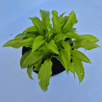 Hosta Kabitan - Árnyékliliom, krémfehér és zöld lombozatú, keskenylevelű