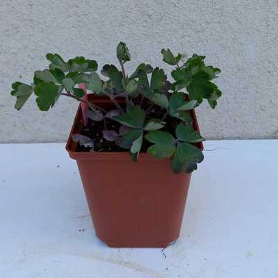 Aqiulegia vulgaris 'Ruby Port' 11*11cm - Bordó virágú harangláb