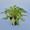 Hosta undula Mediovariegata - Árnyékliliom, krémfehér és zöld lombozatú