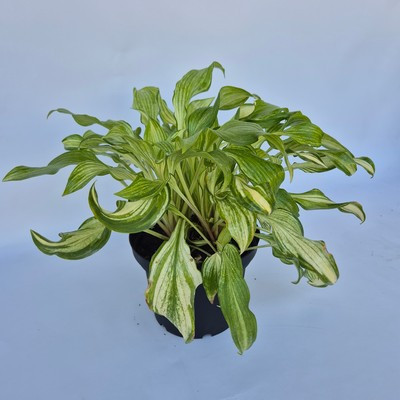 Hosta undula Mediovariegata - Árnyékliliom, krémfehér és zöld lombozatú