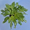 Hosta undula Mediovariegata - Árnyékliliom, krémfehér és zöld lombozatú