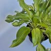 Hosta undula Mediovariegata - Árnyékliliom, krémfehér és zöld lombozatú