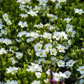   Arenaria montana Mont Blanc 13cm - Fehér virágú hegyi homokhúr