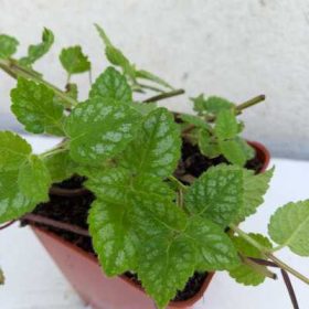 Lamium galeobdolon - sárga árvacsalán