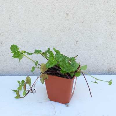 Lamium galeobdolon - sárga árvacsalán