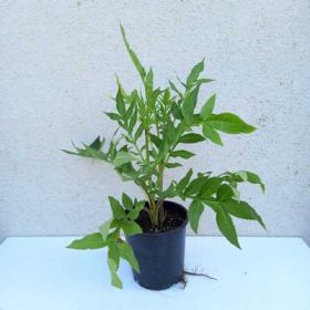   Cephalaria gigantea 15cm - Óriás fejvirág, sárga virágú