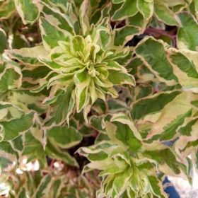 Lysimachia punctata Alexander - pettyegetett lizinka