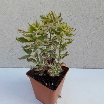 Lysimachia punctata Alexander - pettyegetett lizinka