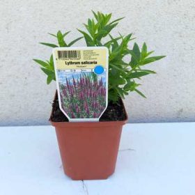   Lythrum salicaria 'Robert' 11*11cm - Réti fűzény/ rózsaszin