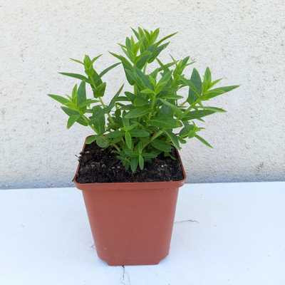 Lythrum salicaria 'Robert' 11*11cm - Réti fűzény/ rózsaszin