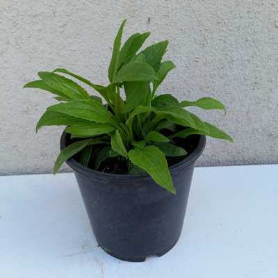 Echinacea purpurea 'Green Jewel' 15cm - Zöld virágú bibor kasvirág