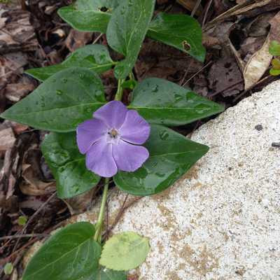 Vinca minor Flower Power - Kis meténg, lila virág