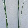 Schoenoplectus tabernaemontani. Zebrinus-zebrakáka 