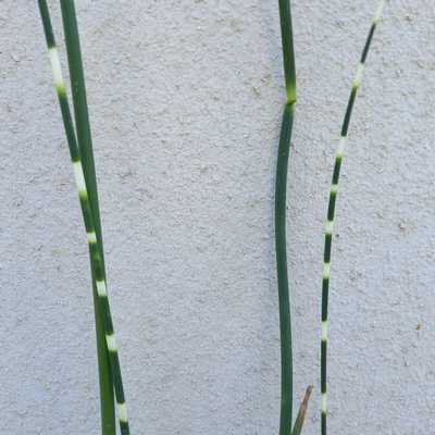 Schoenoplectus tabernaemontani. Zebrinus-zebrakáka 