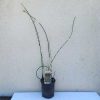 Schoenoplectus tabernaemontani. Zebrinus-zebrakáka 