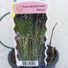 Schoenoplectus tabernaemontani. Zebrinus-zebrakáka 