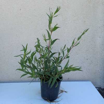 Gypsophila paniculata 'Bristol Fairy' 15cm - Fehér telt virágú fátyolvirág