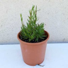   Gypsophila paniculata 'Festival white flare' 15cm-  Fehér virágú fátyolvirág