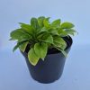 Hosta Baby Bunting 13cm - Árnyékliliom, kékes zöld levelű törpe