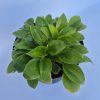 Hosta Baby Bunting 13cm - Árnyékliliom, kékes zöld levelű törpe