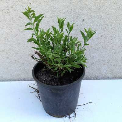 Salvia yangii (Perovskia) Blue Steel 14cm - Sudárzsálya, lila virágú