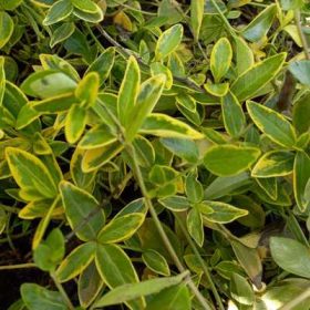   Vinca minor Variegata 11x11cm - Kis meténg, sárga tarka levelű, lila virág