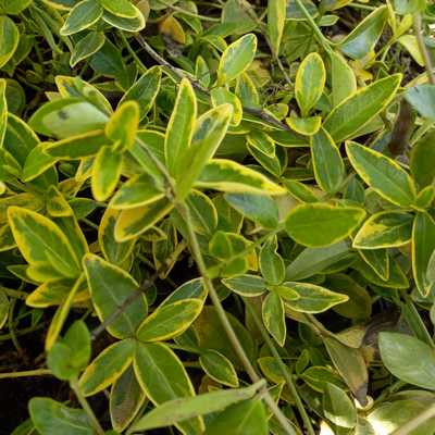 Vinca minor Variegata 11x11cm - Kis meténg, sárga tarka levelű, lila virág