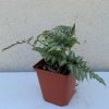 Anisocampium niponicum Silver Falls 11x11cm - Japán hölgy páfrány, ezüstös levelű