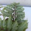 Anisocampium niponicum Silver Falls 11x11cm - Japán hölgy páfrány, ezüstös levelű