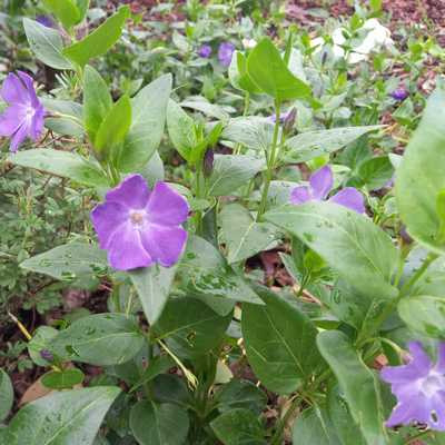 Vinca minor Marie - Kismeténg, lilás kék virágú