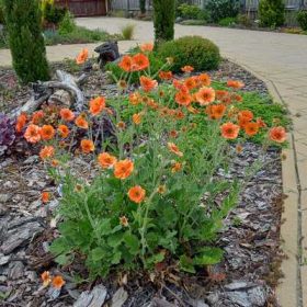   Geum Miss Clementine- Gyömbérgyökér narancssárga virágú