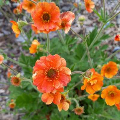 Geum Miss Clementine- Gyömbérgyökér narancssárga virágú