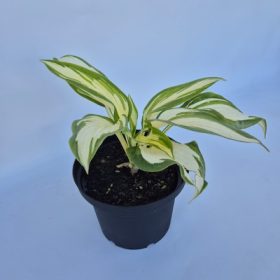   Hosta Sieboldiana Hans - Árnyékliliom, zöld és fehér lombozatú