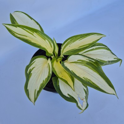 Hosta Sieboldiana Hans - Árnyékliliom, zöld és fehér lombozatú