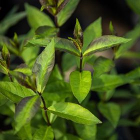   Phlox paniculata  Sweet Summer Ocean - Bugás lángvirág, kék