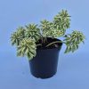 Sedum takesimense Atlantis - Koreai varjúháj