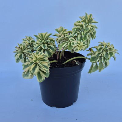 Sedum takesimense Atlantis - Koreai varjúháj