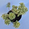 Sedum takesimense Atlantis - Koreai varjúháj