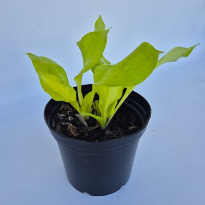Hosta Dancing Queen - Árnyékliliom, Sárgás-zöld lombozatú