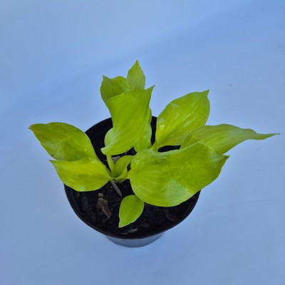 Hosta Dancing Queen - Árnyékliliom, Sárgás-zöld lombozatú